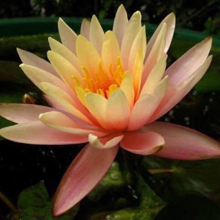 Німфея 'Georgia Peach' (Nymphaea 'Georgia Peach')