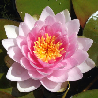 Німфея 'Hollandia' (Nymphaea 'Hollandia')