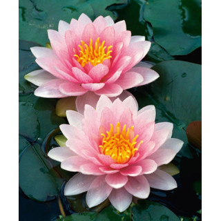 Німфея 'Hollandia' (Nymphaea 'Hollandia')