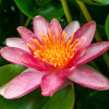  Німфея 'Indiana' (Nymphaea 'Indiana')