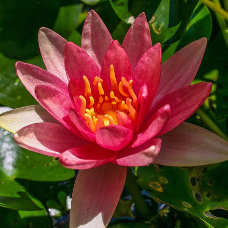  Німфея 'Indiana' (Nymphaea 'Indiana')