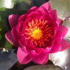 Німфея  'James Brydon' (Nymphaea 'James Brydon')