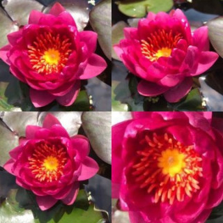 Німфея  'James Brydon' (Nymphaea 'James Brydon')