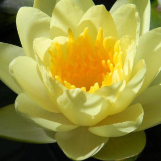 Німфея 'Marliacea Chromatella'  (Nymphaea 'Marliacea Chromatella') 