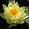 Німфея 'Marliacea Chromatella'  (Nymphaea 'Marliacea Chromatella') 