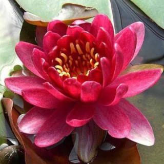 Німфея 'Perry's Baby Red' (Nymphaea 'Perry's Baby Red')