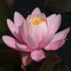 Нимфея 'Pink Opal' (Nymphaea 'Pink Opal')