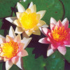 Німфея 'Sioux' (Nymphaea 'Sioux')