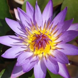 Німфея 'Tina' (Nymphaea 'Tina')