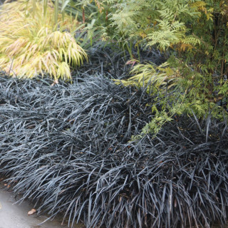 Офіопогон плоскострільний 'Niger' (Ophiopogon planiscapus 'Niger')