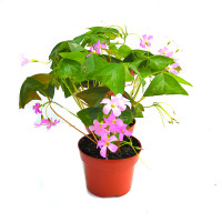 Кислиця трикутна Fanny (Oxalis triangularis Fanny )