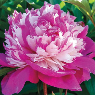 Пион 'Celebrity' (Paeonia 'Celebrity')