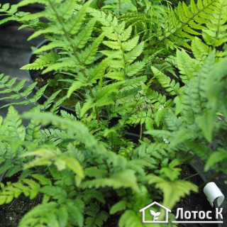 Багаторядник цусімский (Polystichum tsus-simense)