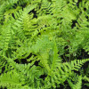 Щитник чоловічий 'Cristata The King' (Dryopteris f.-m. 'Cristata The King')