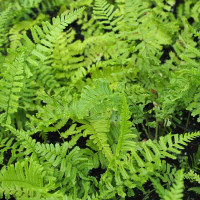 Щитник чоловічий 'Cristata The King' (Dryopteris f.-m. 'Cristata The King')
