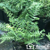 Щитник чоловічий 'Cristata The King' (Dryopteris f.-m. 'Cristata The King')