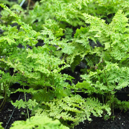 Щитник австралійський 'Crispa Whiteside' (Dryopteris au. 'Crispa Whiteside')
