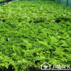 Щитник австралійський 'Crispa Whiteside' (Dryopteris au. 'Crispa Whiteside')