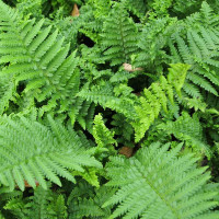 Щитник чоловічий 'Crispa' (Dryopteris f.-m. 'Crispa')