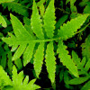 Оноклея чувствительная (Onoclea sensibilis)