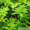 Оноклея чувствительная (Onoclea sensibilis)