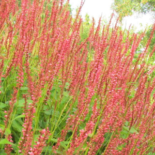 Горец свечевидный 'Orange Field' (Persicaria amplex.'Orange Field')