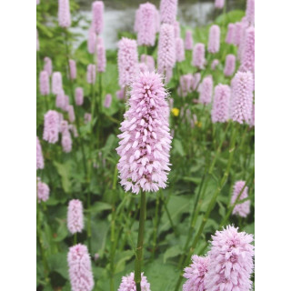  Горец змеиный 'Hohe Tatra' (Persicaria bistorta 'Hohe Tatra')