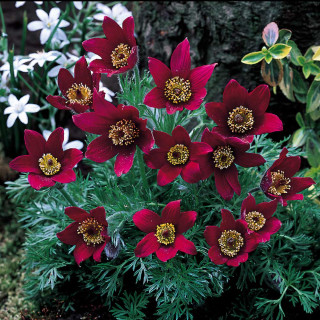 Прострел обыкновеный  'Rubra' (Pulsatilla vulgaris 'Rubra')