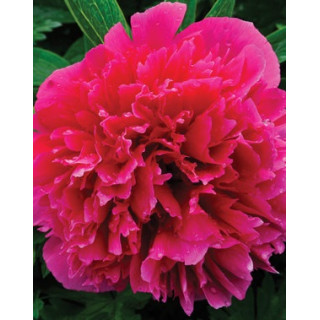 Піон лікарський 'Rosea Plena' (Paeonia off. 'Rosea Plena')