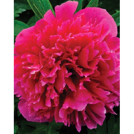 Пион лекарственный 'Rosea Plena' (Paeonia off. 'Rosea Plena')