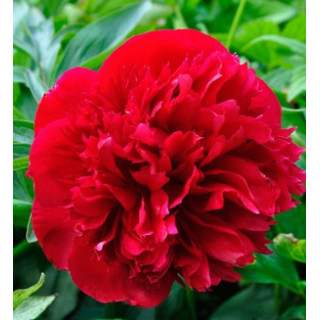 Піон лікарський 'Rubra Plena'  (Paeonia off. 'Rubra Plena' )