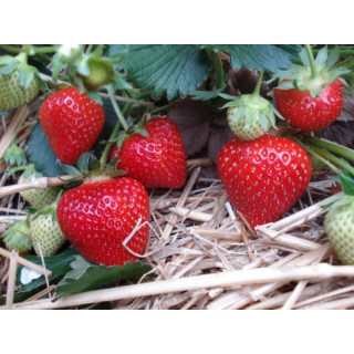 Земляника садовая фриго 'Rumba'  (Fragaria ananassa  'Rumba')