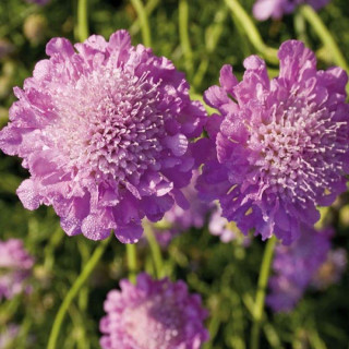 Скабіоза 'Pink Mist' (Scabiosa col. 'Pink Mist')