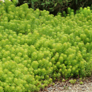 Седум/Очиток 'Angelina' (Sedum reflexum 'Angelina')