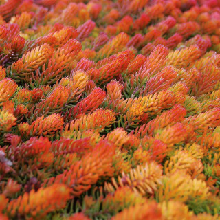 Седум/Очиток 'Angelina' (Sedum reflexum 'Angelina')