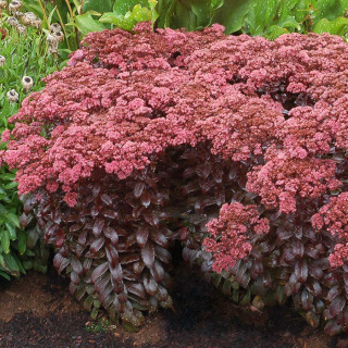 Седум/Очиток 'Dark Magic' (Sedum 'Dark Magic')