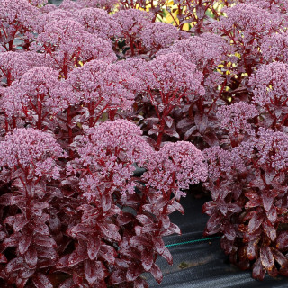 Седум/Очиток 'Dark Magic' (Sedum 'Dark Magic')