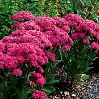 Седум/Очиток 'Mr. Goodbud' (Sedum 'Mr. Goodbud')
