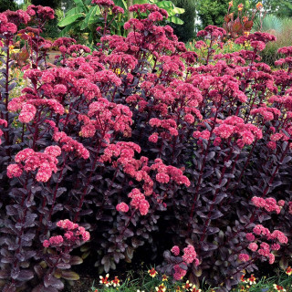 Очиток 'Touchdown Teak' (Sedum 'Touchdown Teak')