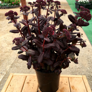 Очиток 'Touchdown Teak' (Sedum 'Touchdown Teak')