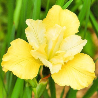 Ірис сибірський  'Summer Revels' (Iris sib. 'Summer Revels')