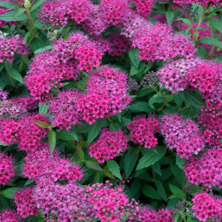 Спірея японская 'Anthony Waterer' (Spiraea japonica 'Anthony Waterer')