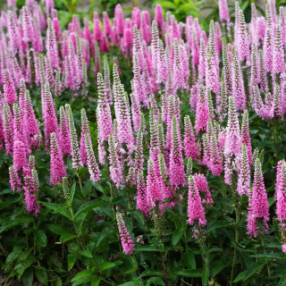 Вероника 'Pink Marshmallow' (Veronica 'Pink Marshmallow')