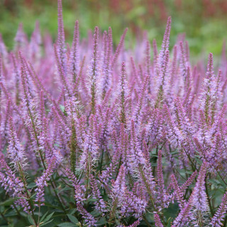 Вероникаструм виргинский 'Adoration' (Veronicastrum vir. 'Adoration')