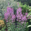Вероникаструм виргинский 'Adoration' (Veronicastrum vir. 'Adoration')