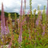 Вероникаструм виргинский 'Adoration' (Veronicastrum vir. 'Adoration')