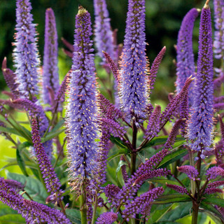 Вероникаструм виргинский 'Cupid' (Veronicastrum vir. 'Cupid')