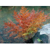 Осмунда королівська  'Purpurascens' (Osmunda regalis 'Purpurascens')